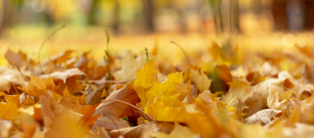 Grateful for Leaves in Fall